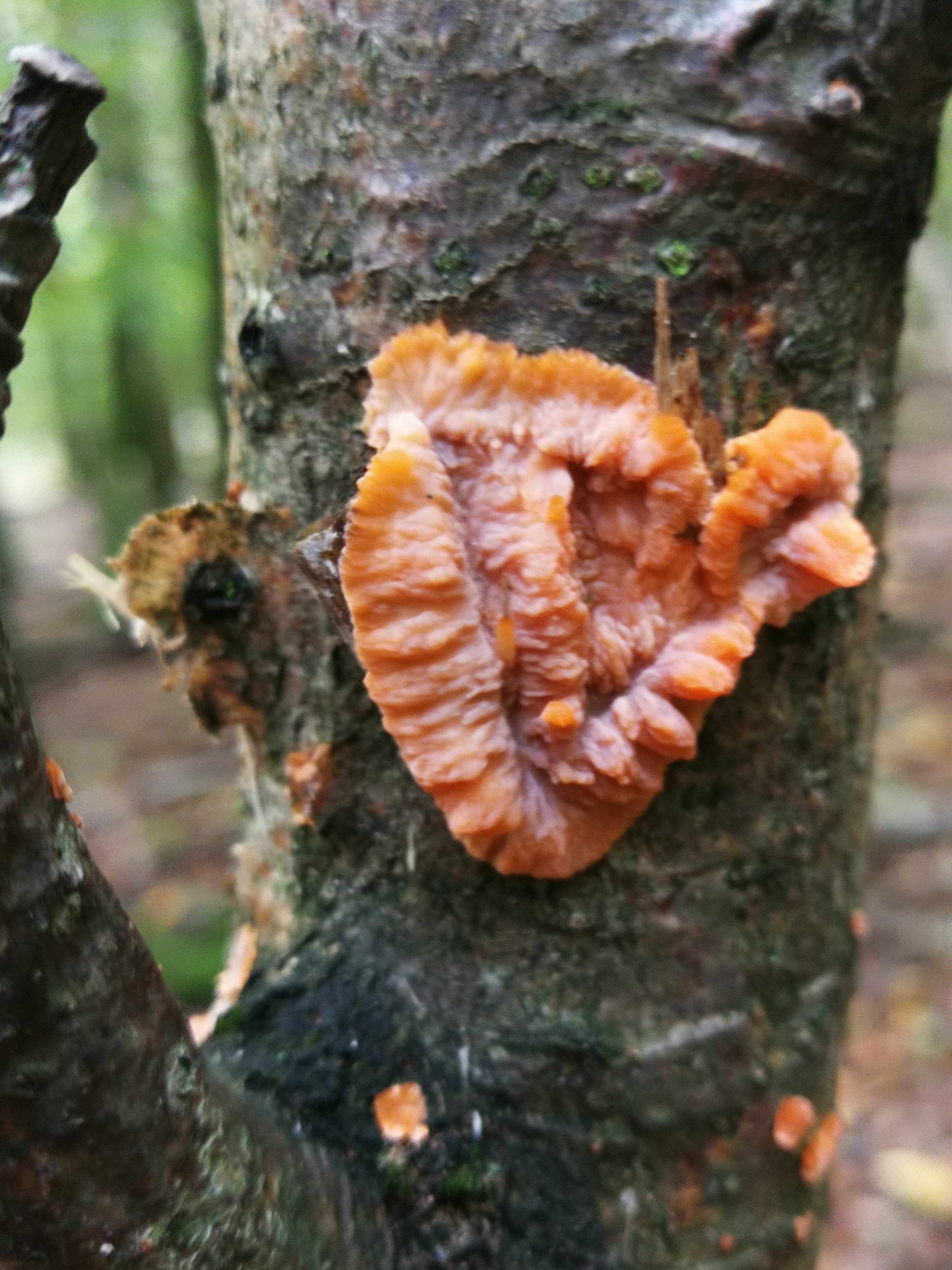 Orangeroter Kammpilz - Nahansicht. Der Rand ist an der Aufliegefläche häufig orange oder weiß gefranst. 